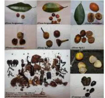 Gambar 7. jenis buah dan serangga yang  .dikonsumsi burung rangkong .(Brayen. M, 2014) 
