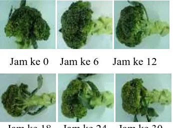Gambar brokoli penyimpanan tanpa larutan pengawet selama pangan (kontrol) suhu 10 ºC dapat 