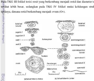 Gambar 13.  Perkembangan sel-sel kelamin kerang di dalam folikel gonad   