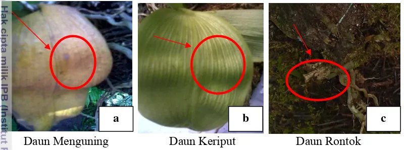 Gambar 2. Kondisi Anggrek   P. bellina (a, b): dan P. modesta (c) saat Tanaman