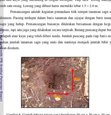 Gambar 8. Contoh lubang tanam yang berukuran 30 cm x 30 cm x 40 cm 