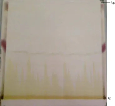 Gambar 4.2 Kromatogram hasilKLT preparatif 