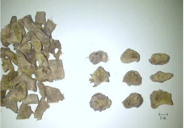 Gambar serbuk sponge Chalinula sp 