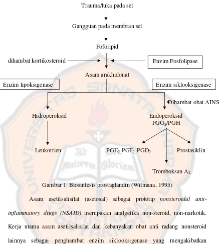 Gambar 1. Biosintesis prostaglandin (Wilmana, 1995)