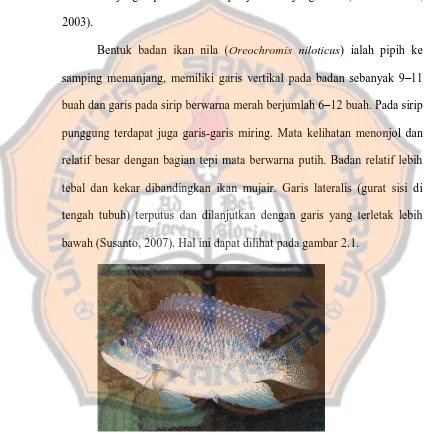 Gambar 2.1. Ikan nila   