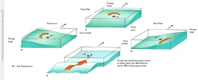 Gambar 5. Pembentukan Sirkulasi Amphidromic. (a) Satu puncak gelombang pasut masut ke dalam basin samudera pada BBU