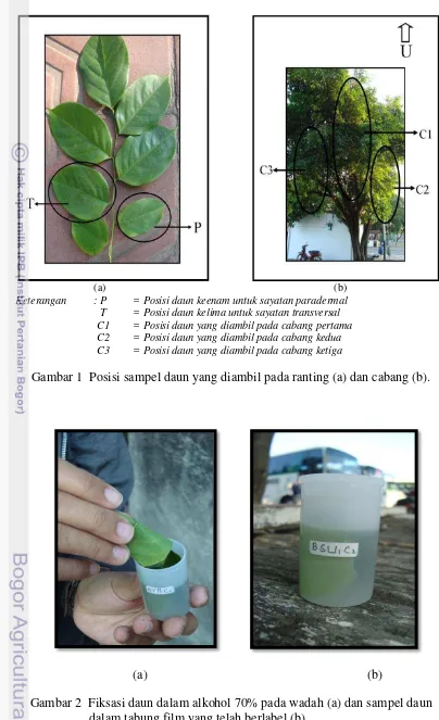 Gambar 1  Posisi sampel daun yang diambil pada ranting (a) dan cabang (b). 