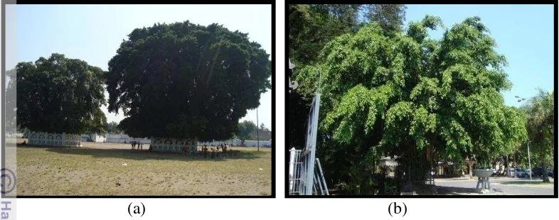 Gambar 17  Pohon beringin di Kota Yogyakarta (a) dan di Kota Solo (b). 