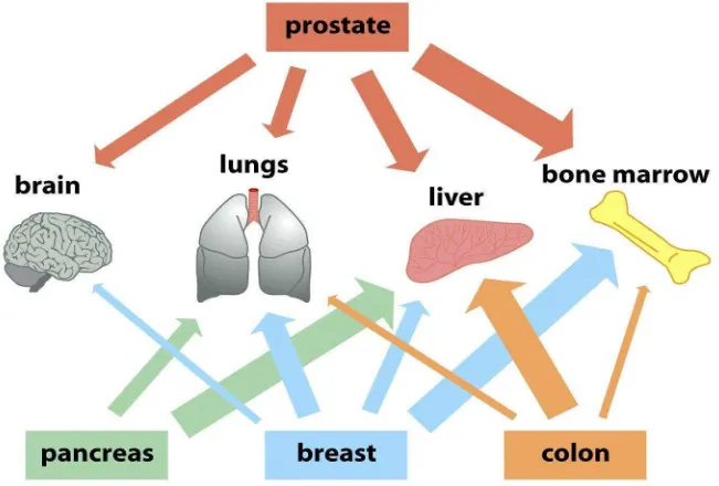 Figure 14.42  The Biology of Cancer (© Garland Science 2007) 