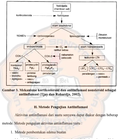 Gambar 3. Mekanisme kortikosteroid dan antiinflamasi nonsteroid sebagai antiinflamasi (Tjay dan Rahardja, 2002)