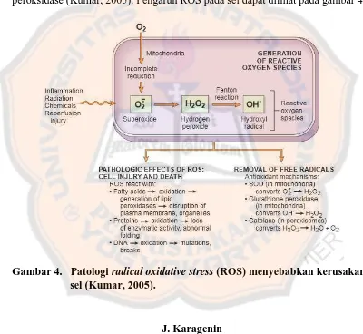 Gambar 4.   Patologi  radical oxidative stress (ROS) menyebabkan kerusakan sel (Kumar, 2005)