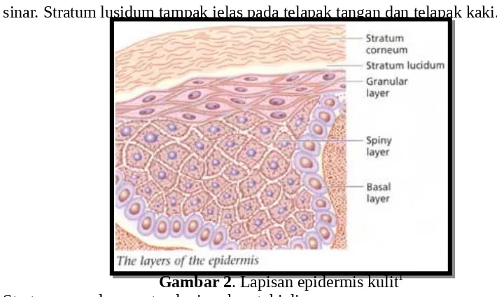 Gambar 2. Lapisan epidermis kulit1
