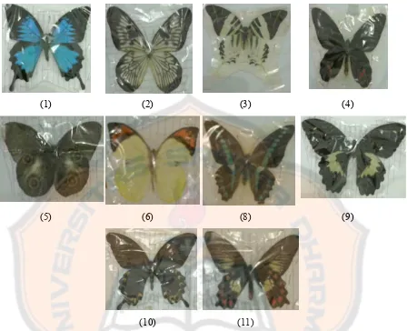 Gambar 3.2.gambar kupu-kupu (1)Papillio uleysses, (2)Idea blancardi, (3) Papilio dutran, 