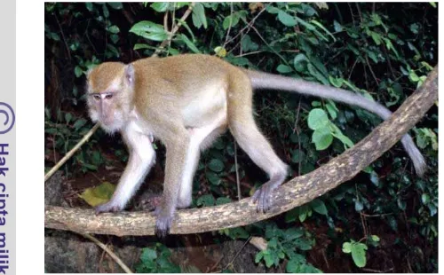 Gambar 1. Monyet Ekor Panjang (Macaca fascicularis) 