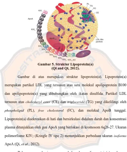 Gambar 5. Struktur Lipoprotein(a) (Qi and Qi, 2012). 
