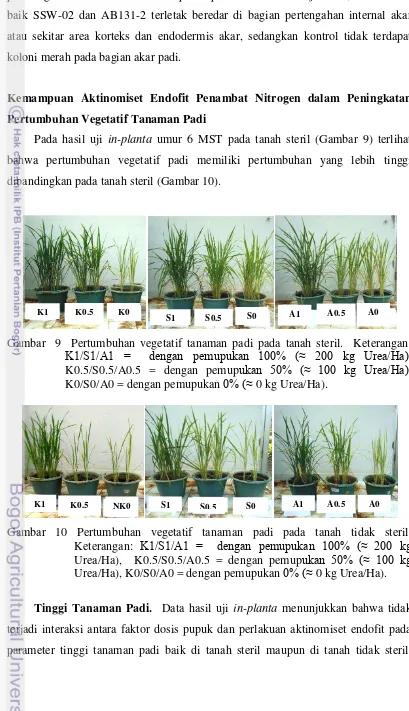 Gambar  9  Pertumbuhan vegetatif tanaman padi pada tanah steril.  Keterangan: 