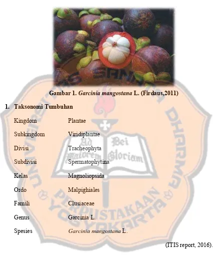 Gambar 1.  Garcinia mangostana L. (Firdaus,2011) 