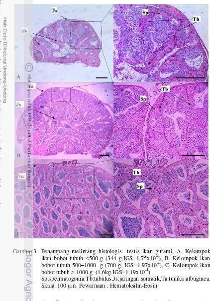 Gambar 3   Penampang melintang histologis  testis ikan gurami. A. Kelompok 