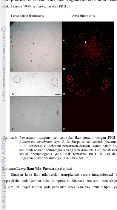 Gambar 6  Pewarnaan  suspensi sel testikular ikan gurami dengan PKH 26 