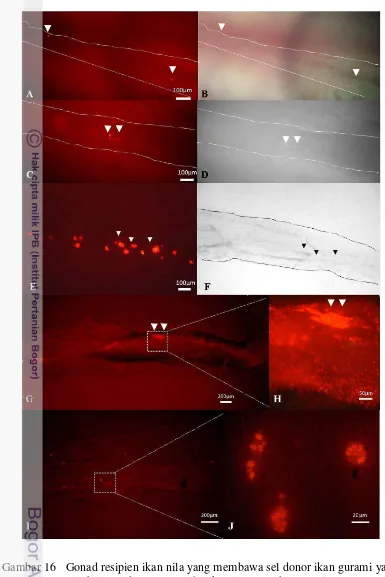Gambar 16   Gonad resipien ikan nila yang membawa sel donor ikan gurami yang 