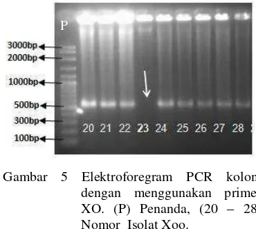 Gambar 6 Elektroforegram PCR koloni dengan menggunakan primer Xoo2976. (P) Penanda, (19 – 27) Nomor isolat Xoo