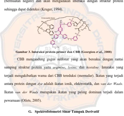 Gambar 3. Interaksi protein primer dan CBB  (Georgiou et al., 2008) 