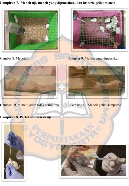 Gambar 12. Pemberian peroral infusa 