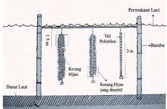 Gambar 3. Sketsa tempat budidaya kerang hijau (Perna viridis) 