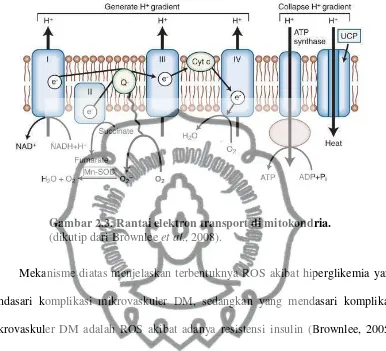 Gambar 2.3. Rantai elektron transport di mitokondria. 