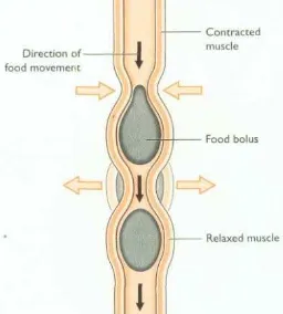 Gambar 3  Skema gambaran gerakan peristaltik, akibat kontraksi dan relaksasi otot sirkuler dan longitudinal pada dinding esofagus   (sumber: Aspinall dan O’Reilly 2004)