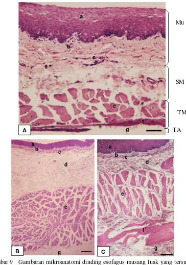 Gambar 9    Gambaran mikroanatomi dinding esofagus musang luak yang tersusun 
