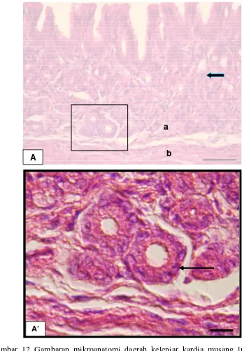 Gambar 12 Gambaran mikroanatomi daerah kelenjar kardia musang luak yang 