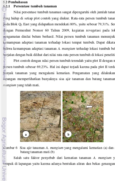 Gambar 6  Sisa ajir tanaman A. mangium yang mengalami kematian (a) dan sisa 