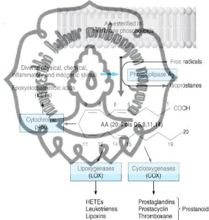 Gambar 2.1  Jalur pelepasan dan metabolisme asam arakidonat 