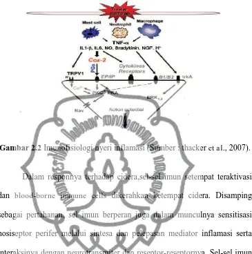 Gambar 2.2 Imunofisiologi nyeri inflamasi (Sumber : thacker et al., 2007).  