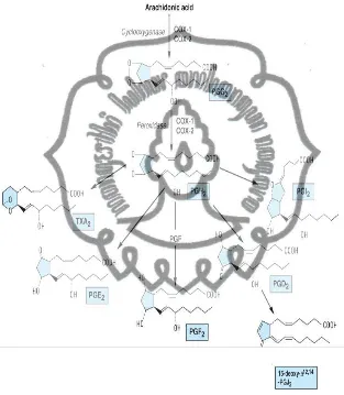 Gambar 2.3  Biosintesis prostanoid (prostaglandin, tromboksan dan 