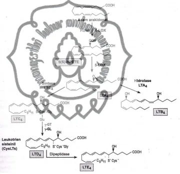 Gambar 2.4  Biosistesis leukotrien (LT): LTC4, LTD4 dan LTE4 secara 