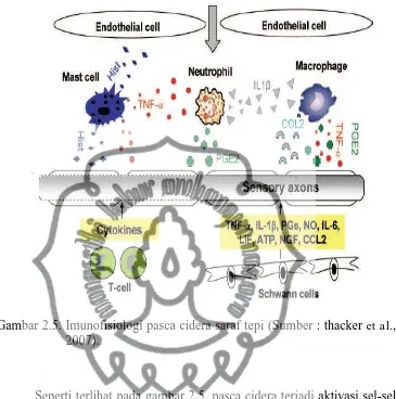 Gambar 2.5. Imunofisiologi pasca cidera saraf tepi (Sumber : thacker et al., 2007).  