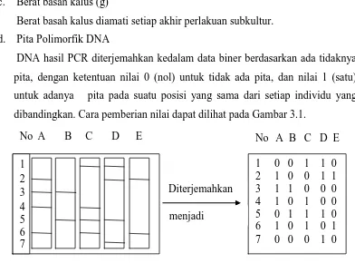 Gambar 3.1. Pola Terjemahan Pita DNA. 