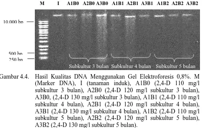 Tabel 4.4. Hasil Kualitas dan Kuantitas DNA 