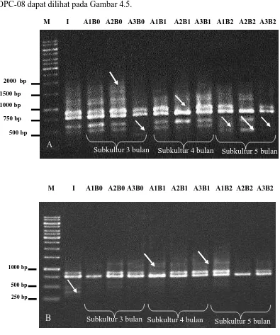 Gambar 4.5. Profil Pola Pita DNA Kalus Apical Bud Kelapa Sawit Hasil RAPD dengan A)  primer W-15 dan B) primer OPC-08