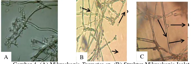 Gambar 4. (A) Mikroskopis Trametes sp. (B) Struktur Mikroskopis Isolat 