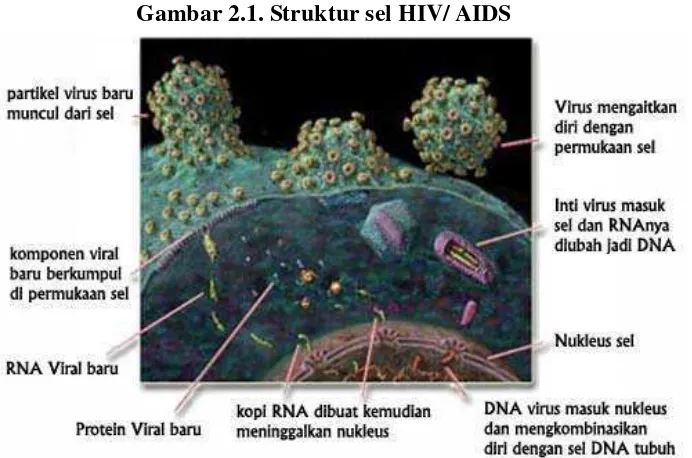 Gambar 2.1. Struktur sel HIV/ AIDS 