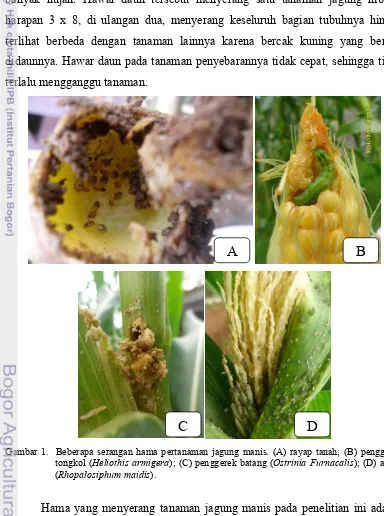 Gambar 1.  Beberapa serangan hama pertanaman jagung manis. (A) rayap tanah; (B) penggerek 