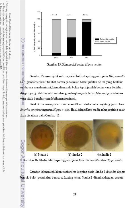 Gambar 16 menunjukkan stadia telur kepiting pasir. Stadia 1 ditandai dengan 