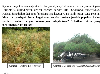Gambar 1. Rumput lari (Spenifex) 