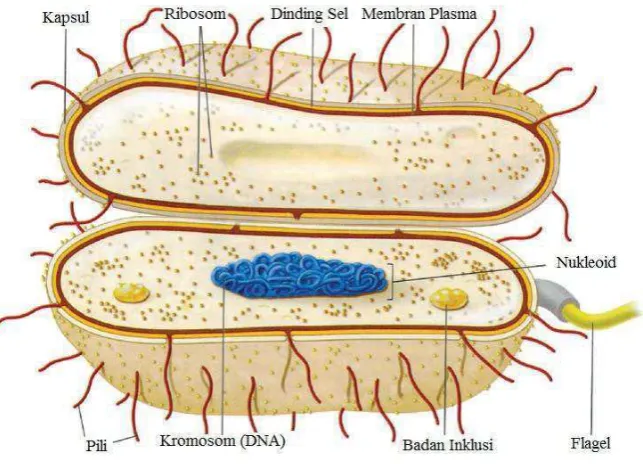 Gambar 2.1. Struktur Bakteri 