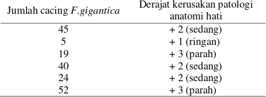 Tabel 5 Derajat kerusakan patologi anatomi hati yang terinfeksi F.gigantica