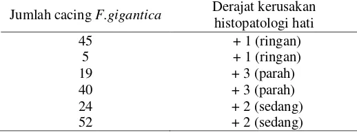 Tabel 6 Derajat kerusakan histopatologi hati yang terinfeksi F.gigantica