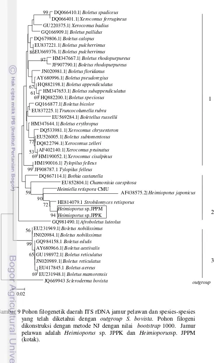 Gambar 9 Pohon filogenetik daerah ITS rDNA jamur pelawan dan spesies-spesies 